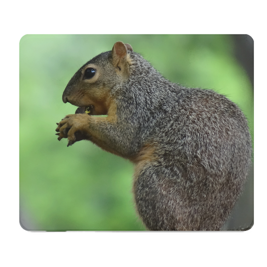Side Shot Squirrel Eating A Nut Thick Mouse Pad Wildlife